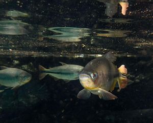 Peixes nadando na água cristalina do Rio Prata, em Bonito-MS.