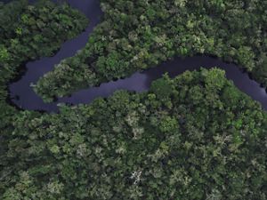  Aerial view of the river in the middle of the forest in the Amazon