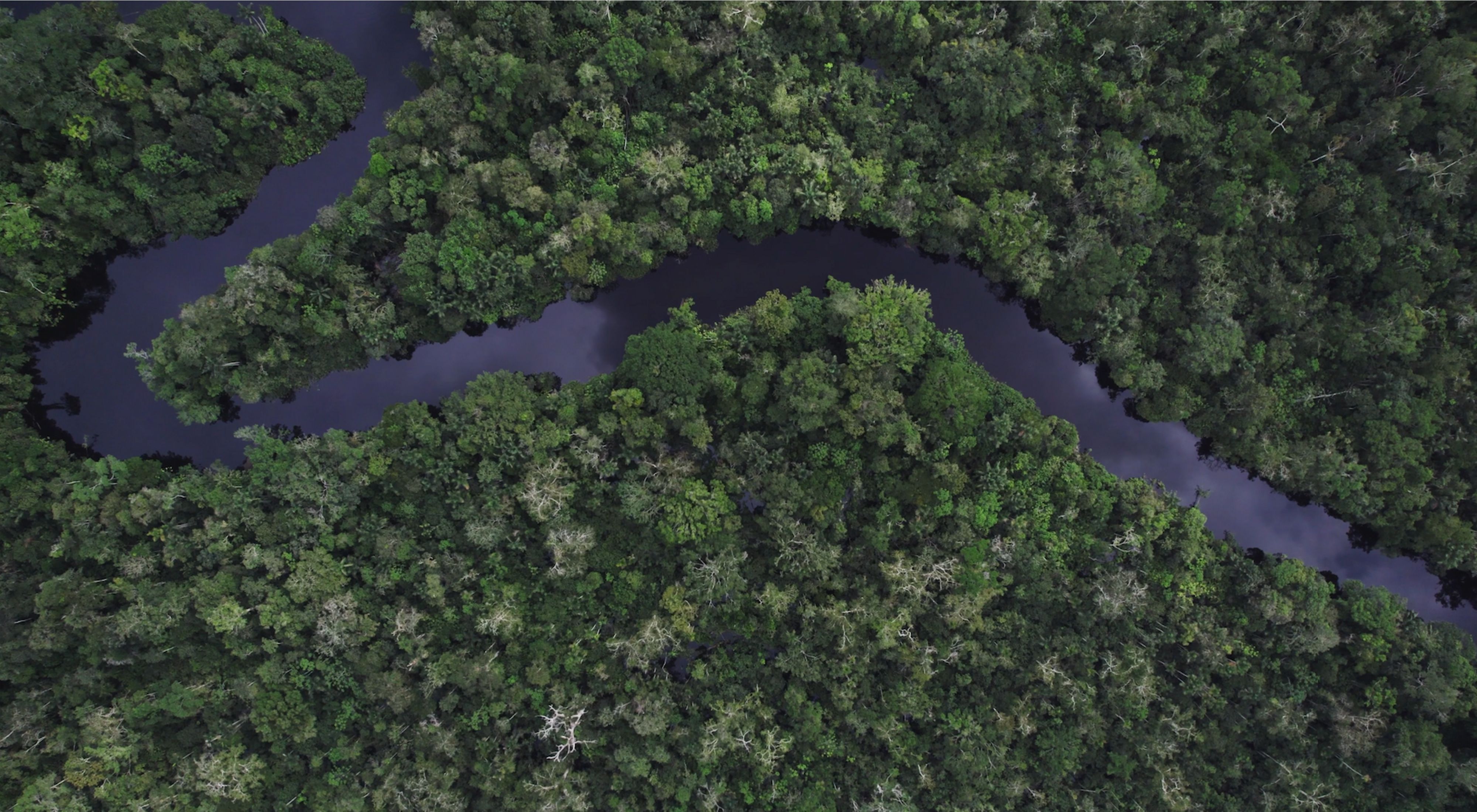 Imagem aérea de rio em meio a floresta na Amazônia.