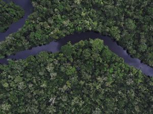Imagem aérea de rio na floresta da Amazônia.