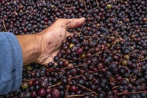 A juçara é considerada uma espécie-chave da Mata Atlântica porque seus frutos alimentam dezenas de espécies de aves e mamíferos, como tucanos, jacutingas e muriquis. 