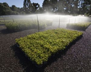 Viveiro de mudas para restauração florestal em Guarapuava, no Paraná.