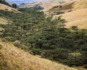 Floresta de Araucária no Parque Estadual da Serra do Papagaio