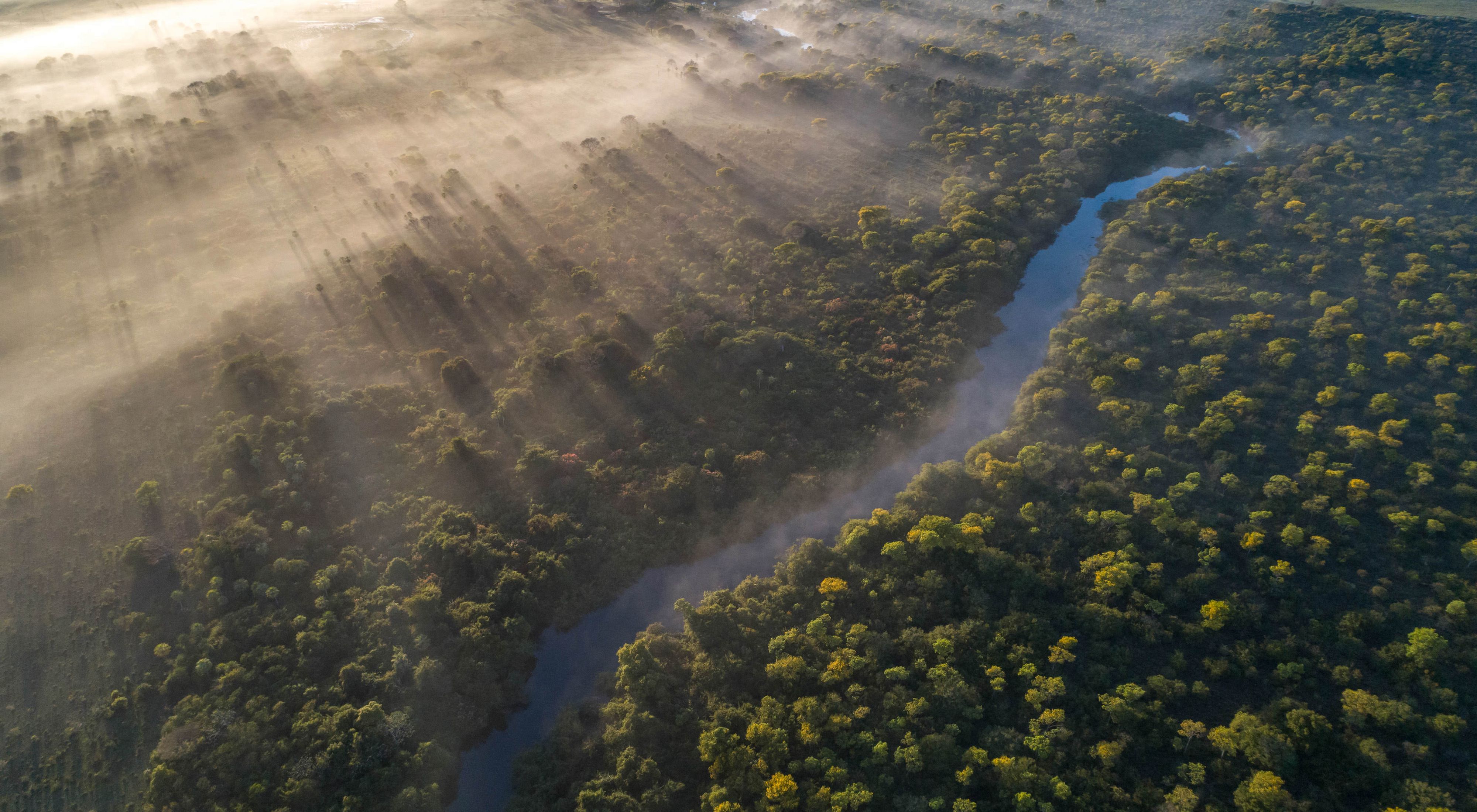 Margem de rio preservada no Pantanal.