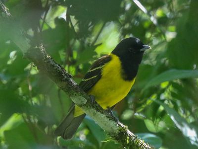 O Carpornis cucullata, Cocoroxó, também voltou a circular pelas novas florestas restauradas na bacia do Rio Guandu.