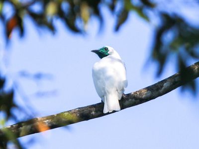 Procnias nudicolis, conhecido como araponga, foi uma das espécies que retornou a região da bacia do Rio Guandu.