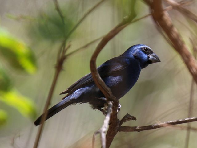 O azulão, Cyanoloxia brissonii, foi outra das espécies que retornou a região.