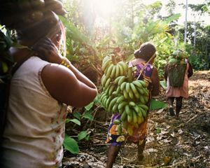 três mulheres carregam frutas ao longo de uma floresta