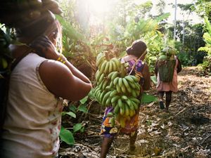 três mulheres carregam frutas ao longo de uma floresta