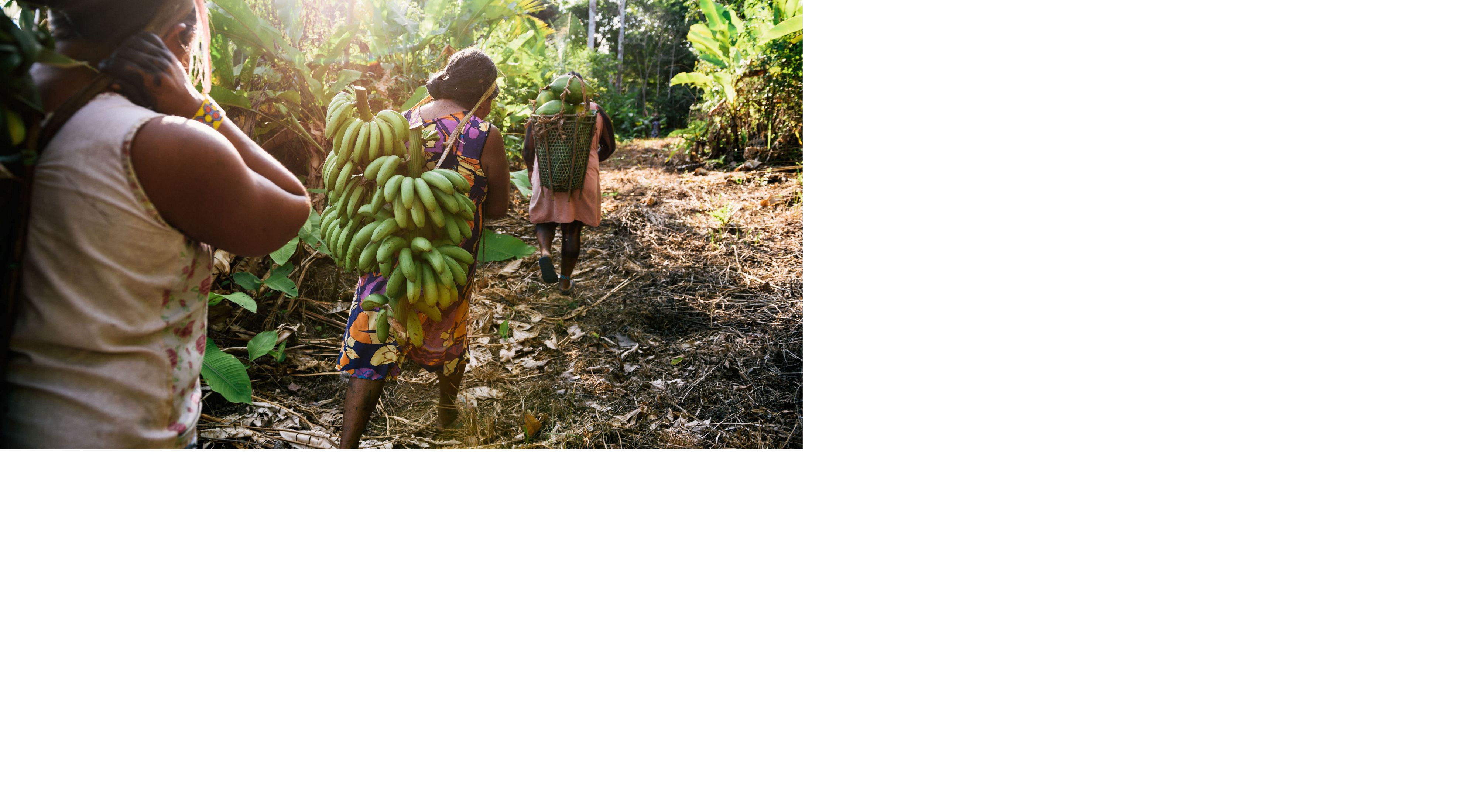Mulheres Xikrin colhendo mamão e banana próximo a aldeia Pot-Kro, na Terra Indígena Trincheira-Bacajá, no Pará.
