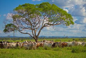 Gado em propriedade rural de São Félix do Xingu, no Pará.