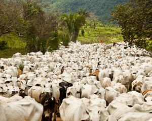 Gado em estrada de terra em Bannach-PA.