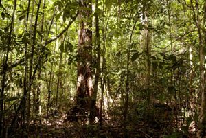 Foto de floresta preservada