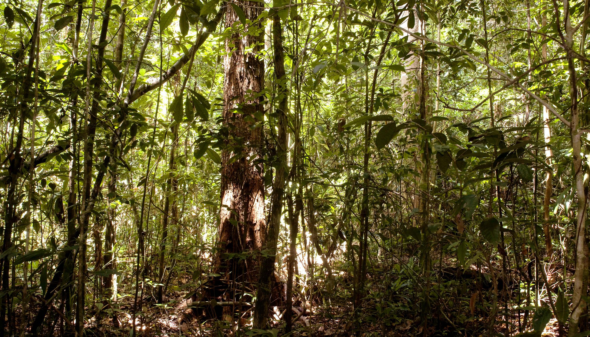 Floresta preservada no Parque Nacional do Pau Brasil.