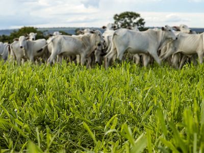 Cattle ranching in Pará, Brazil.