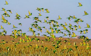 periquito-de-olhos-brancos [Psittacara leucoftalmo (Statius Muller, 1776)] voando.