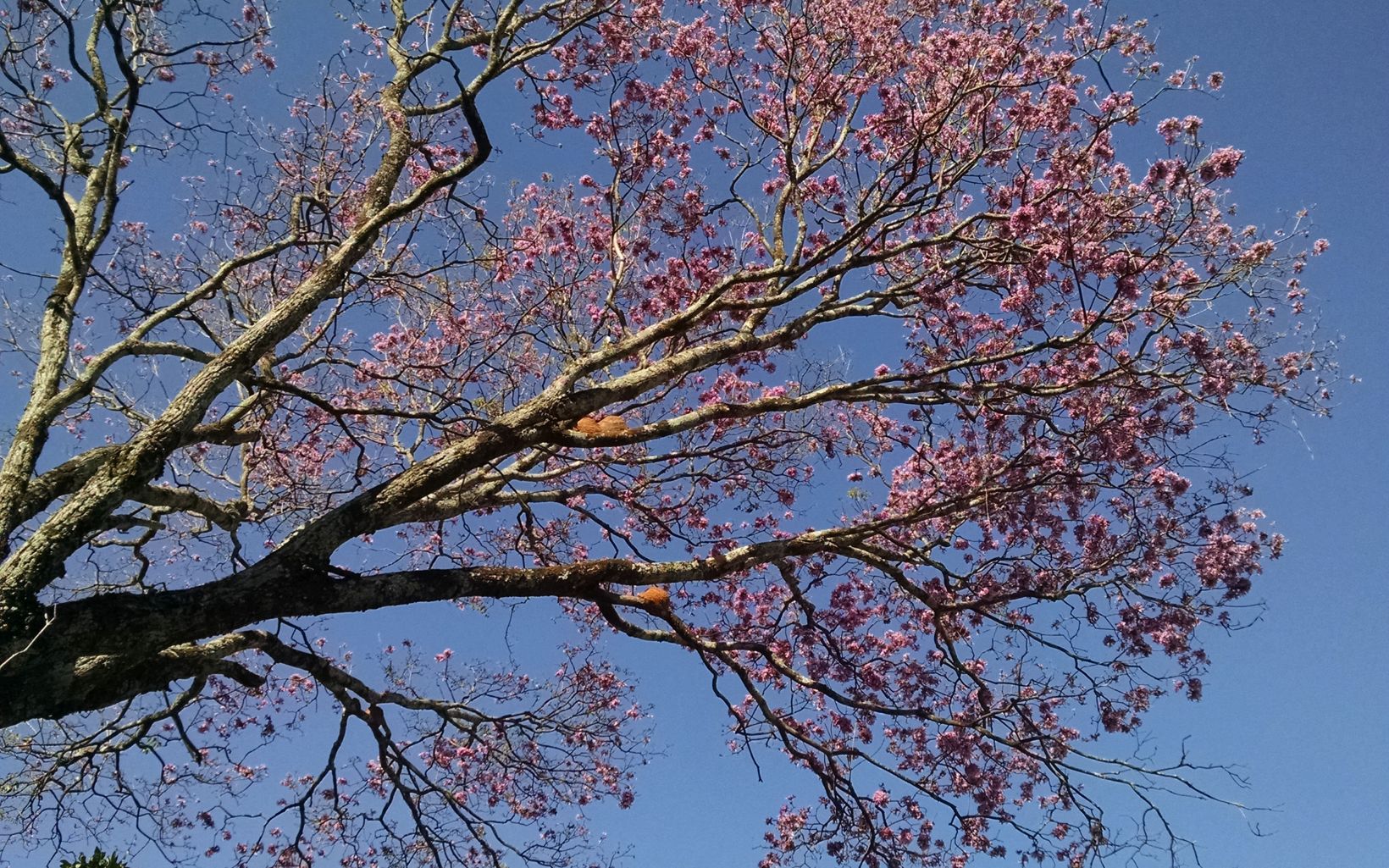 pink ipê tree
