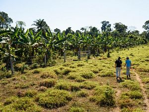 Los Pequeños Agricultores son Clave para Restaurar la Amazonia