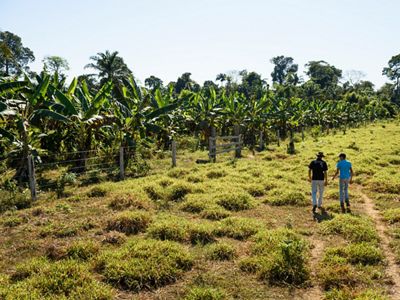 Produtor rural de São Félix do Xingu-PA, caminhando com seu filho em área de restauração utilizando cacau em sistemas agroflorestais.