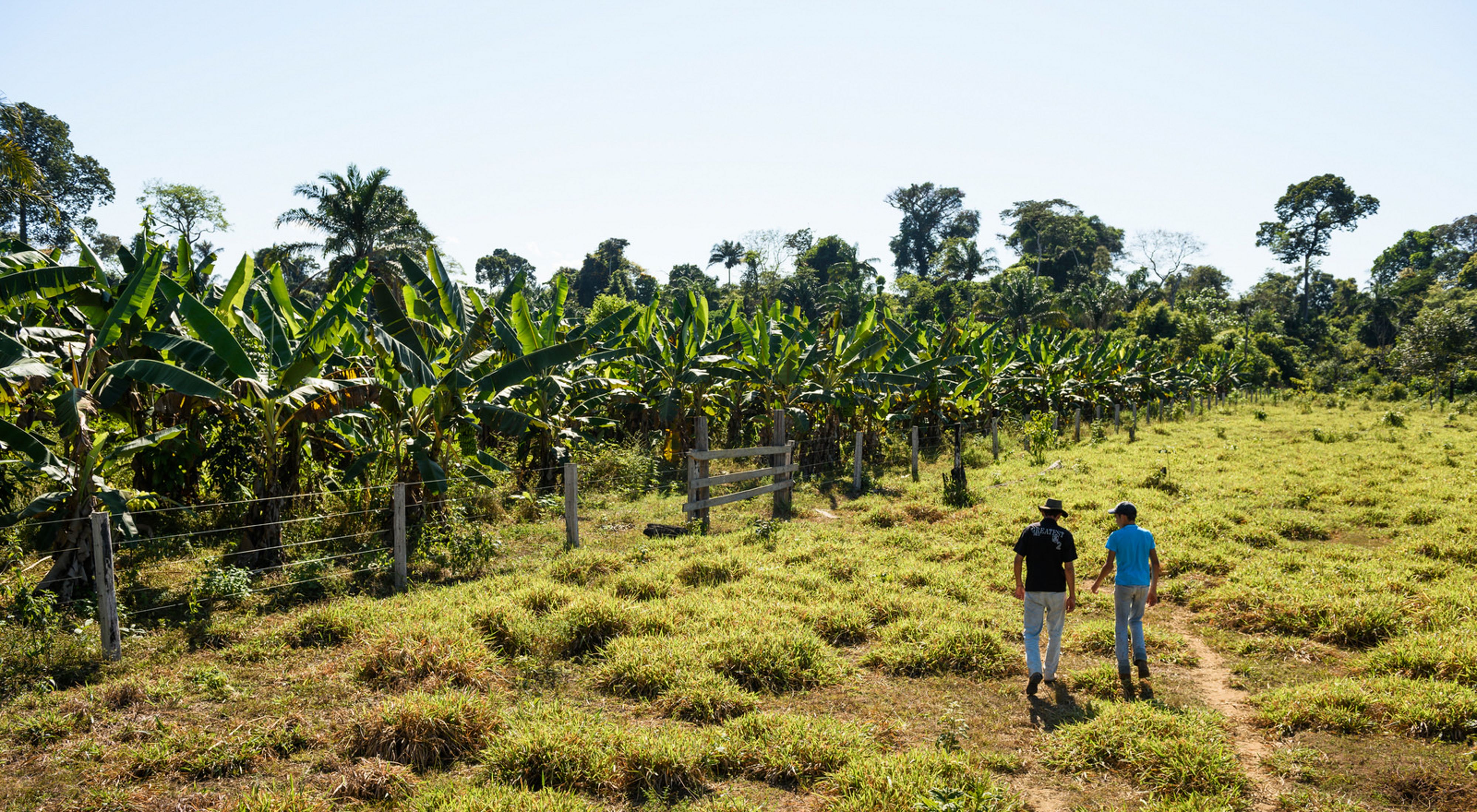 Dos personas caminan por un campo hacia un parche de árboles en una granja en Brasil