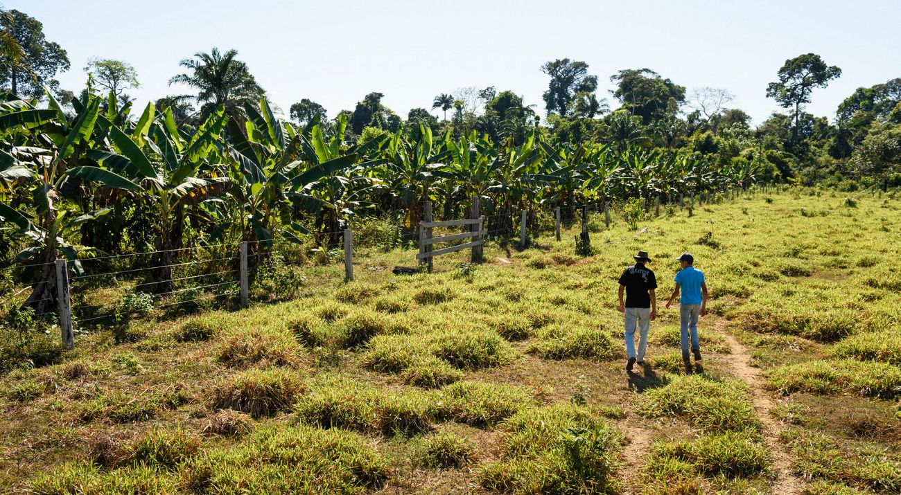 Dos personas caminan por un campo hacia un parche de árboles en una granja en Brasil