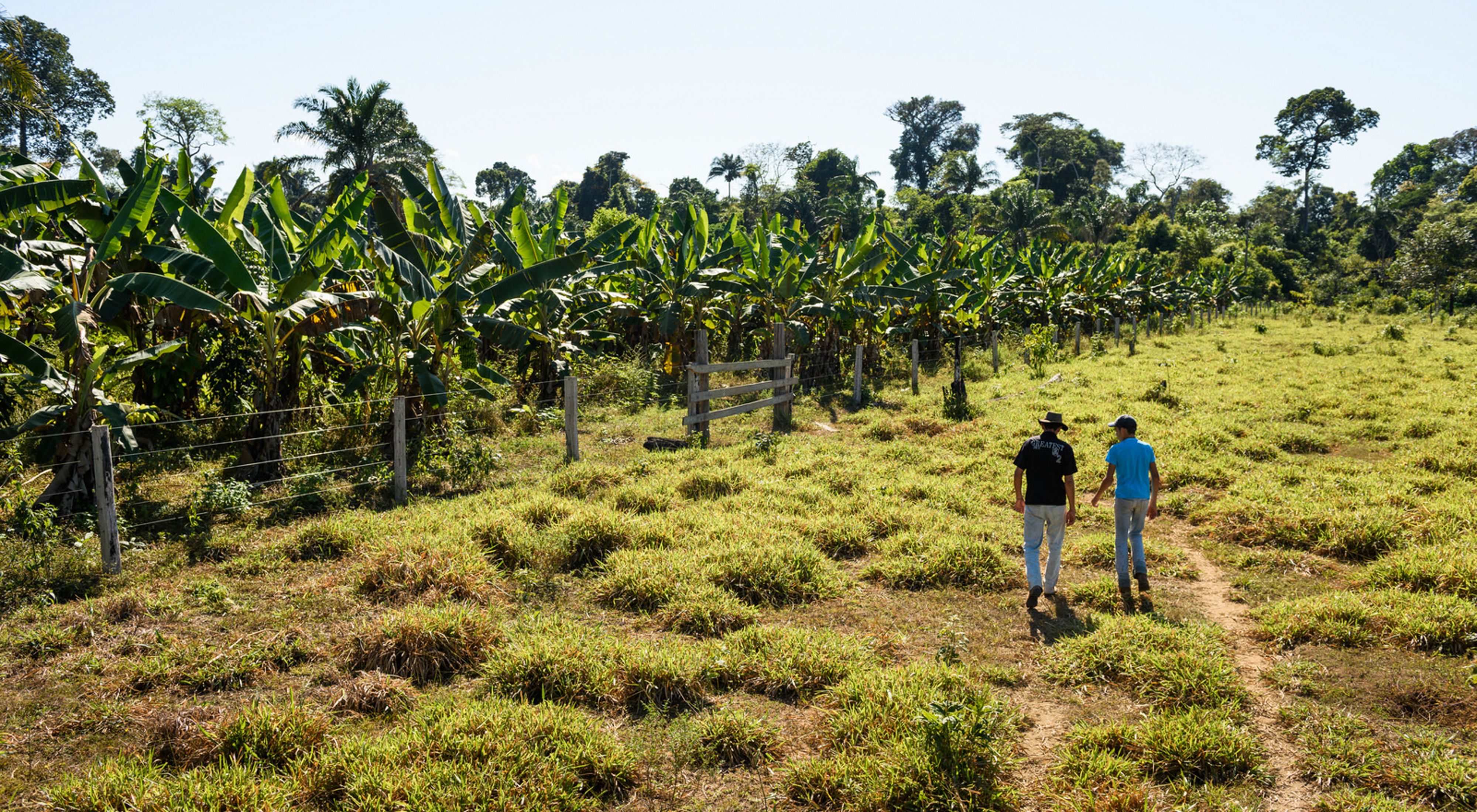 two people walk through a field towards a patch of trees on a farm in brazil