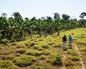 two people walk through a field toward a patch of trees on a small farm in Brazil.