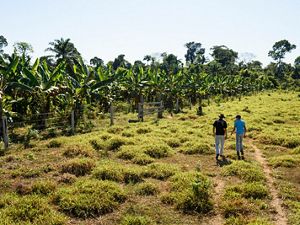 two people walk through a field toward a patch of trees on a small farm in Brazil.