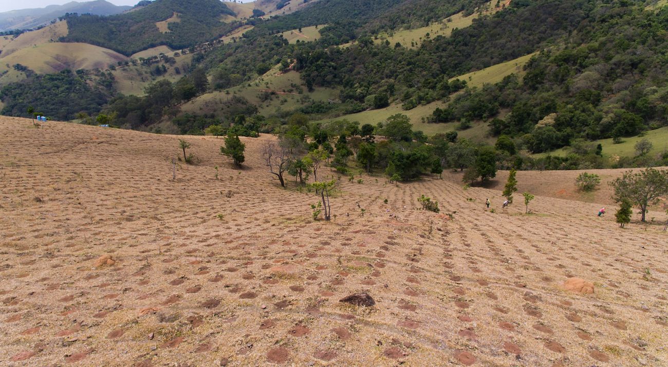 Visão de área em restauração florestal