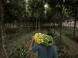 Patrick Assumpção, produtor rural de Pindamonhangaba-SP, investiu na produção em sistema agroflorestais, integrando árvores nativas da Mata Atlântica com espécies frutíferas.