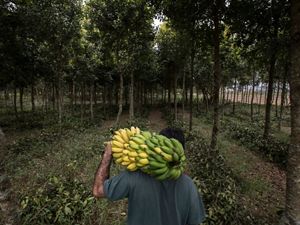 Patrick Assumpção, produtor rural de Pindamonhangaba-SP, investiu na produção em sistema agroflorestais, integrando árvores nativas da Mata Atlântica com espécies frutíferas.