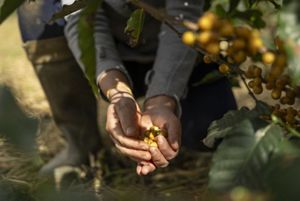Mãos colhendo frutas