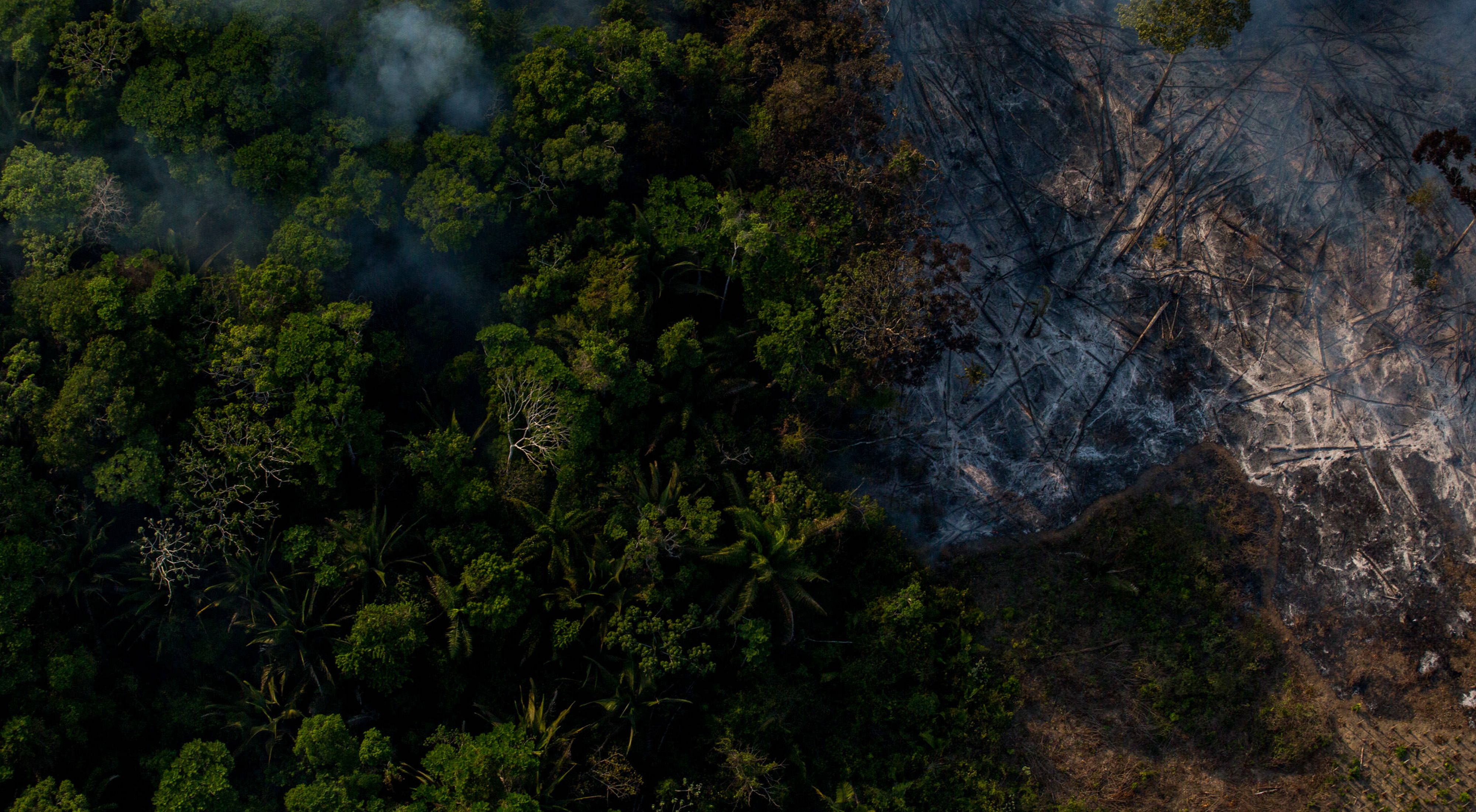 imagen aérea de un bosque, parcialmente quemado.