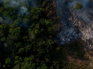 aerial image of a forest, partially burnt