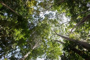 La Amazonía y la ambición climática