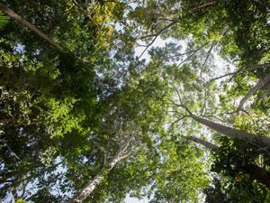 La Amazonía y la ambición climática