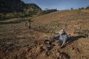 Agricultor plantando árvore em área aberta e preparada para produção.