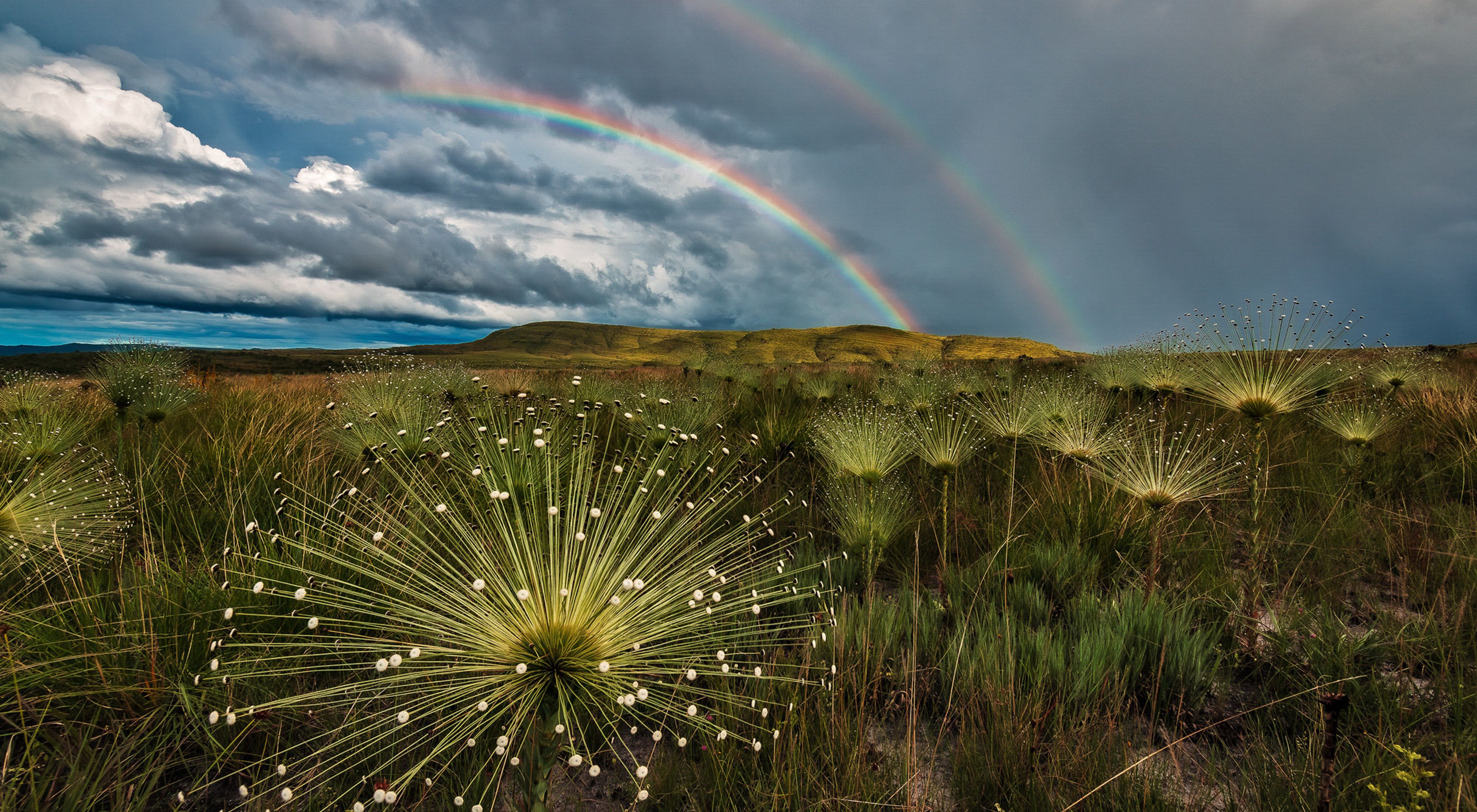 A close up of Cerrado grasslands with a view of hills and a double rainbow in the distance.