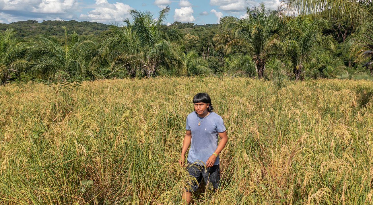 Indígena caminhando em área de roça em Terra Indígena.