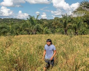 Indigenous walking in planting area at Indigenous Land in Mato Grosso state.