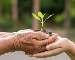Two hands hold a seedling sprouted in soil.