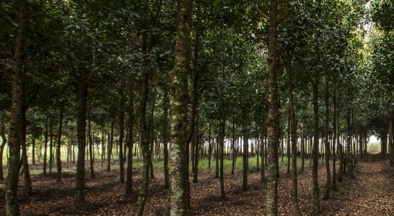 Sistema Agroflorestal