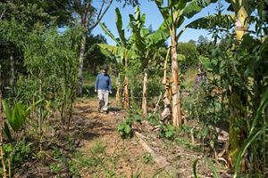 Homem vestindo camisa azul e calça cinza claro caminha por uma trilha entre bananeiras em um sistema agroflorestal
