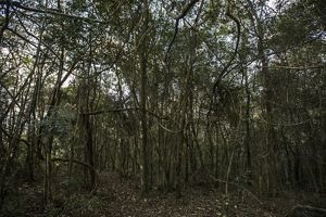 Área de restauração florestal