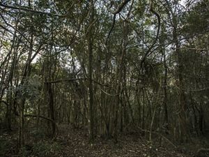 Área de floresta restaurada