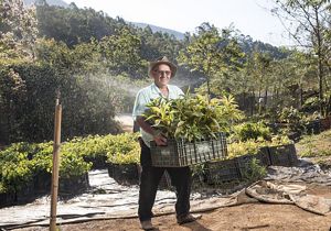 Homem segurando caixa com mudas de árvores para plantio.