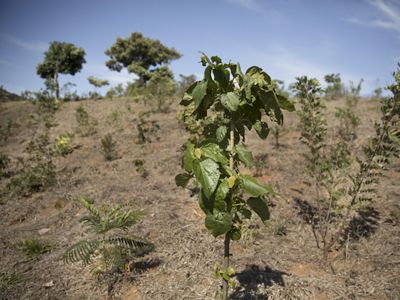 Variedade de espécies nativas em uma área de reflorestamento em Extrema, Minas Gerais.