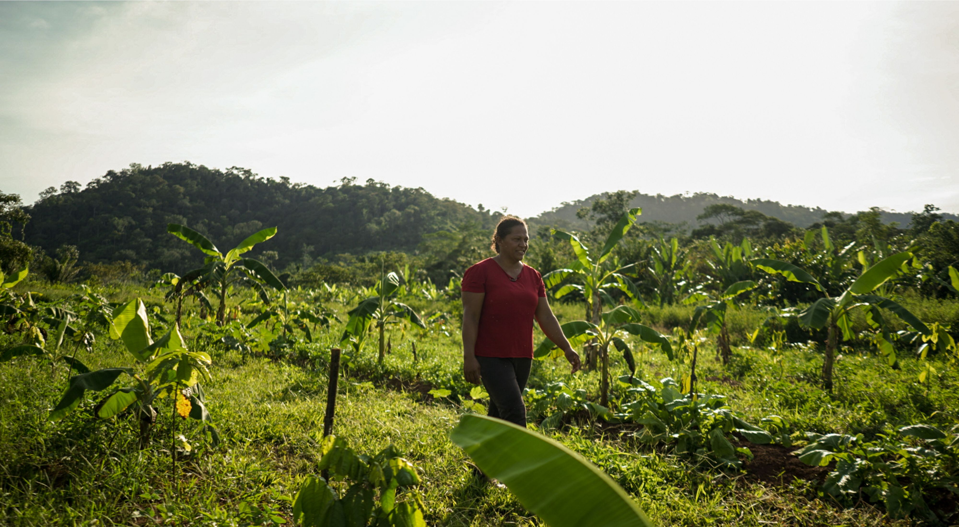 rural producer walking through agroforestry system.