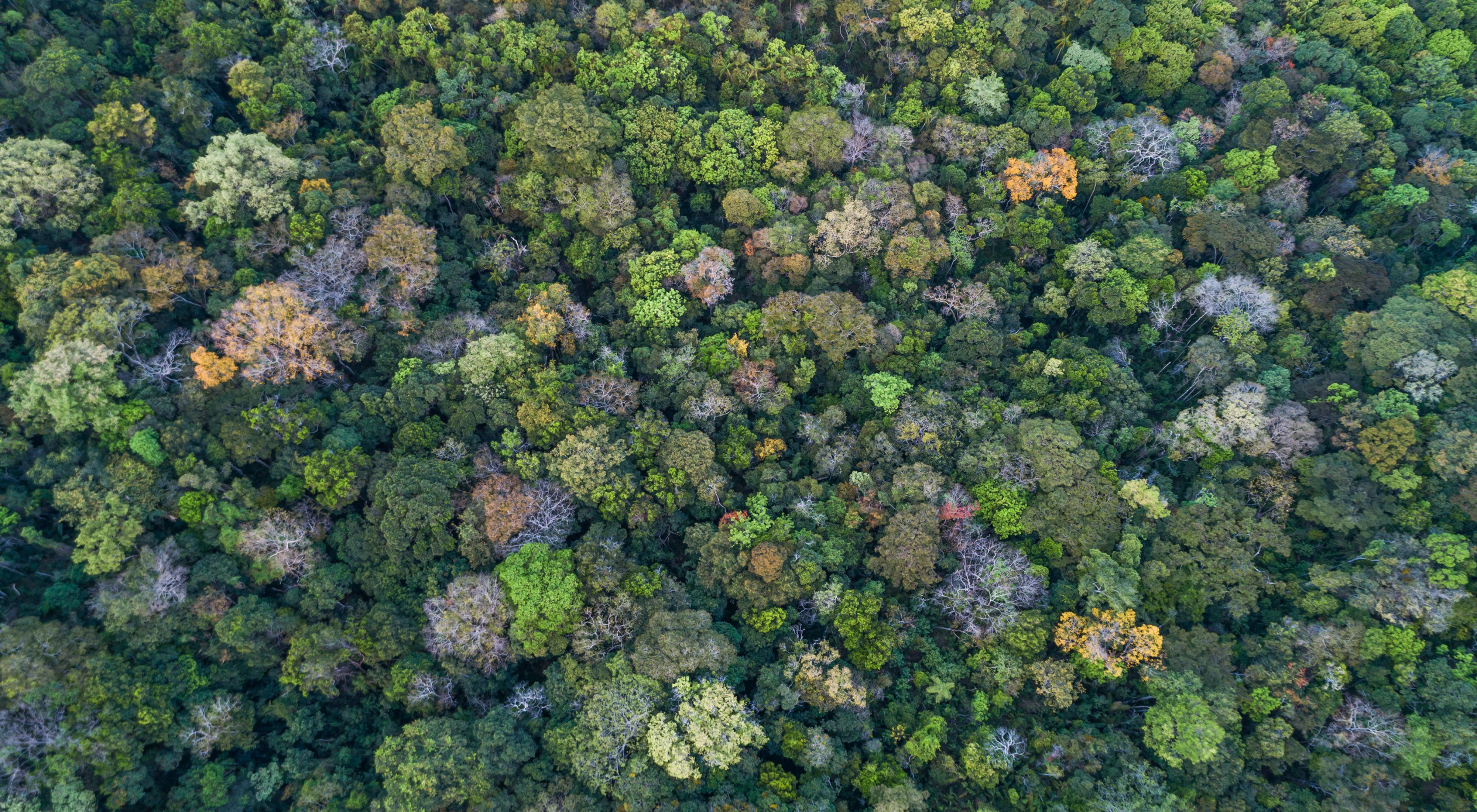 Imagem aérea de vegetação nativa no Cerrado.