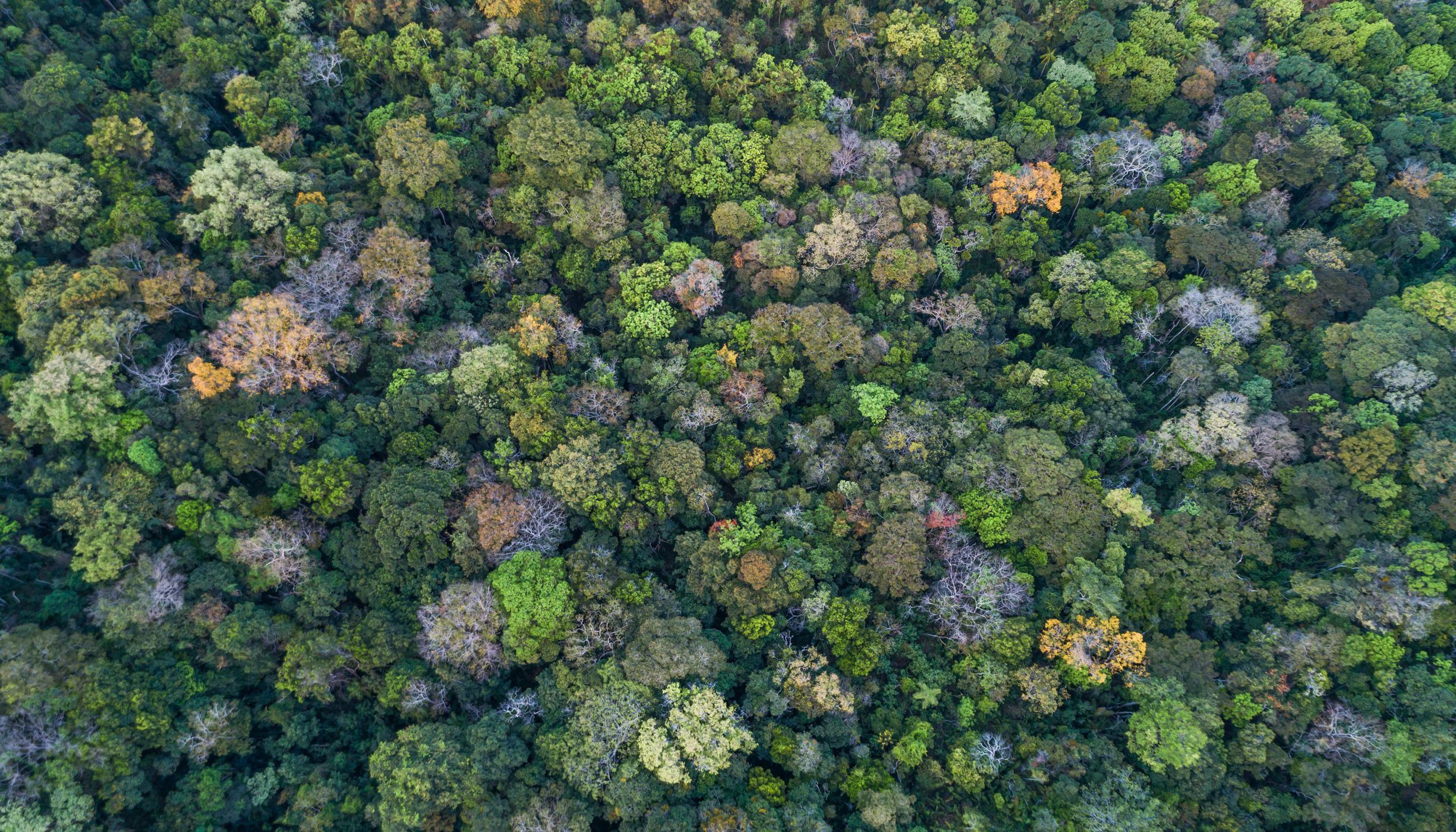 Visão aérea de vegetação nativa no Cerrado.